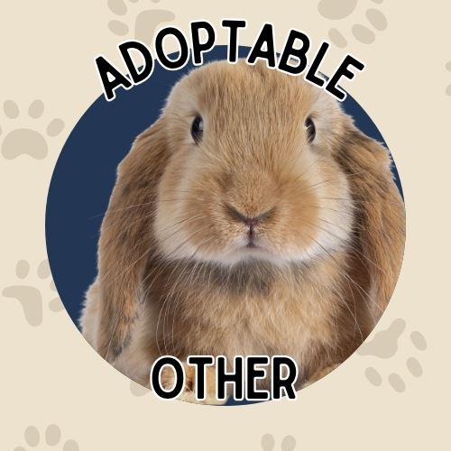 Adopt Other