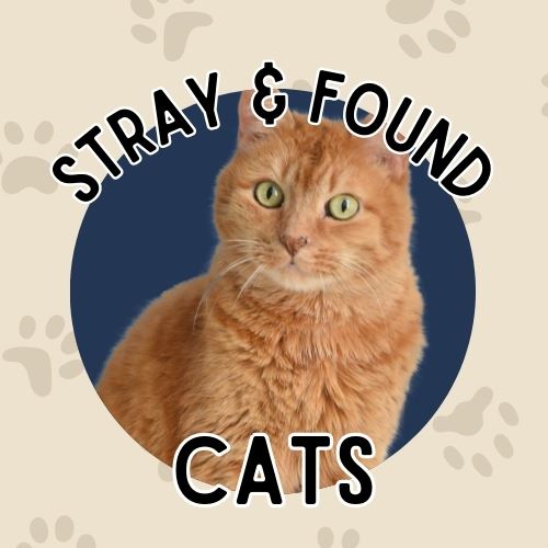 LF Cats